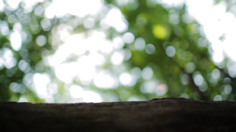 Collin O’Mara, National Wildlife Federation HD - YouTube-MhbI3fuUNGg