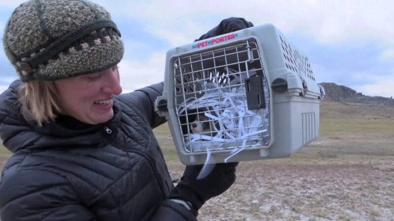 Jim Stofan, Defenders of Wildlife HD - YouTube-QFNNwKGzniY