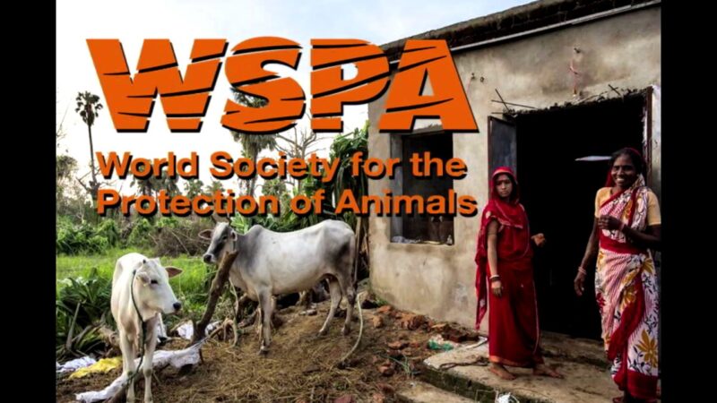 Priscilla Ma, World Animal Protection - YouTube-J7u1jGyjsao