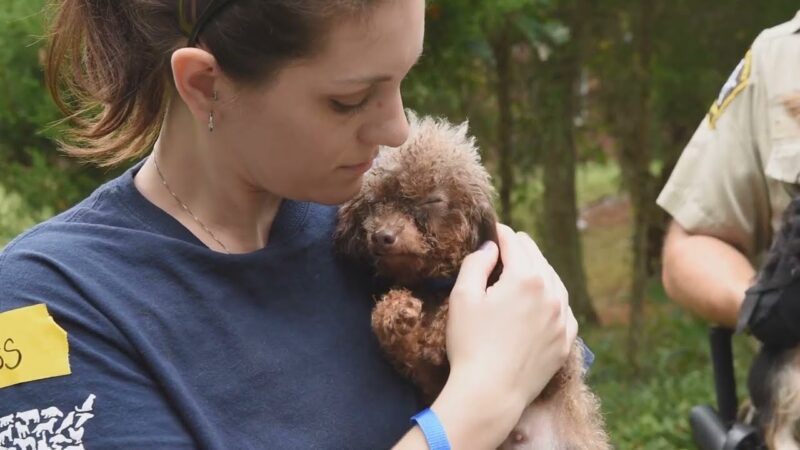 Ukraine Relief, Humane Society of the United States and Humane Society International - YouTube-sZXlYWKa92I